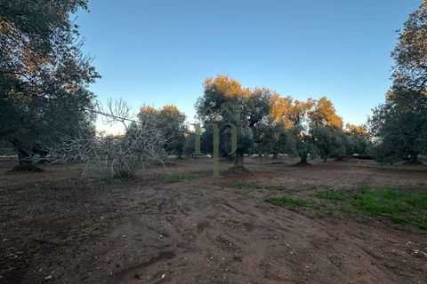 Ruinere i Ostuni, Brindisi, Ostuni - € 79.000 | Ref: Lamia Degli Uli - foto 10